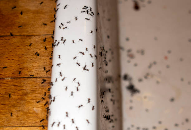 Best Commercial Pest Control Services  in Salmon Brook, CT