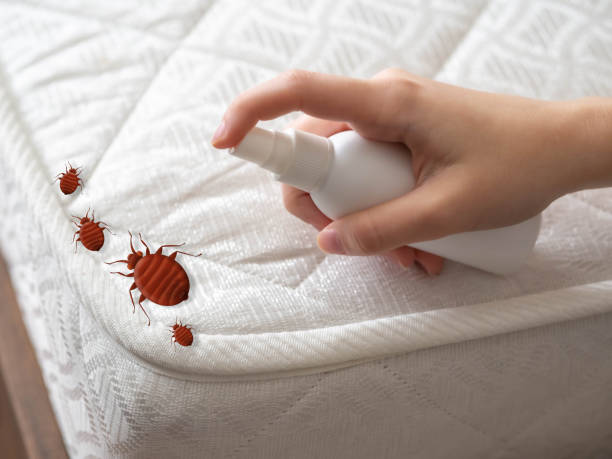 Best Affordable Pest Control Services  in Salmon Brook, CT